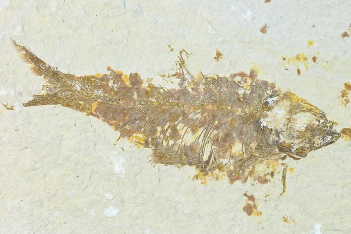 Bargain Fossil Fish (Knightia) - Wyoming #148584